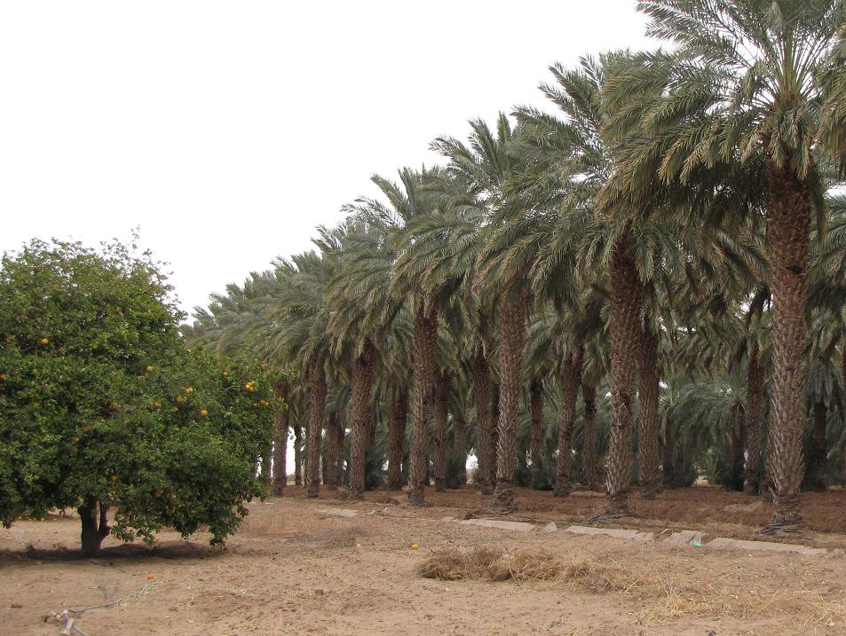 Rows of date palms behind the Dateland Travel Center along Interstate 8 in Arizona