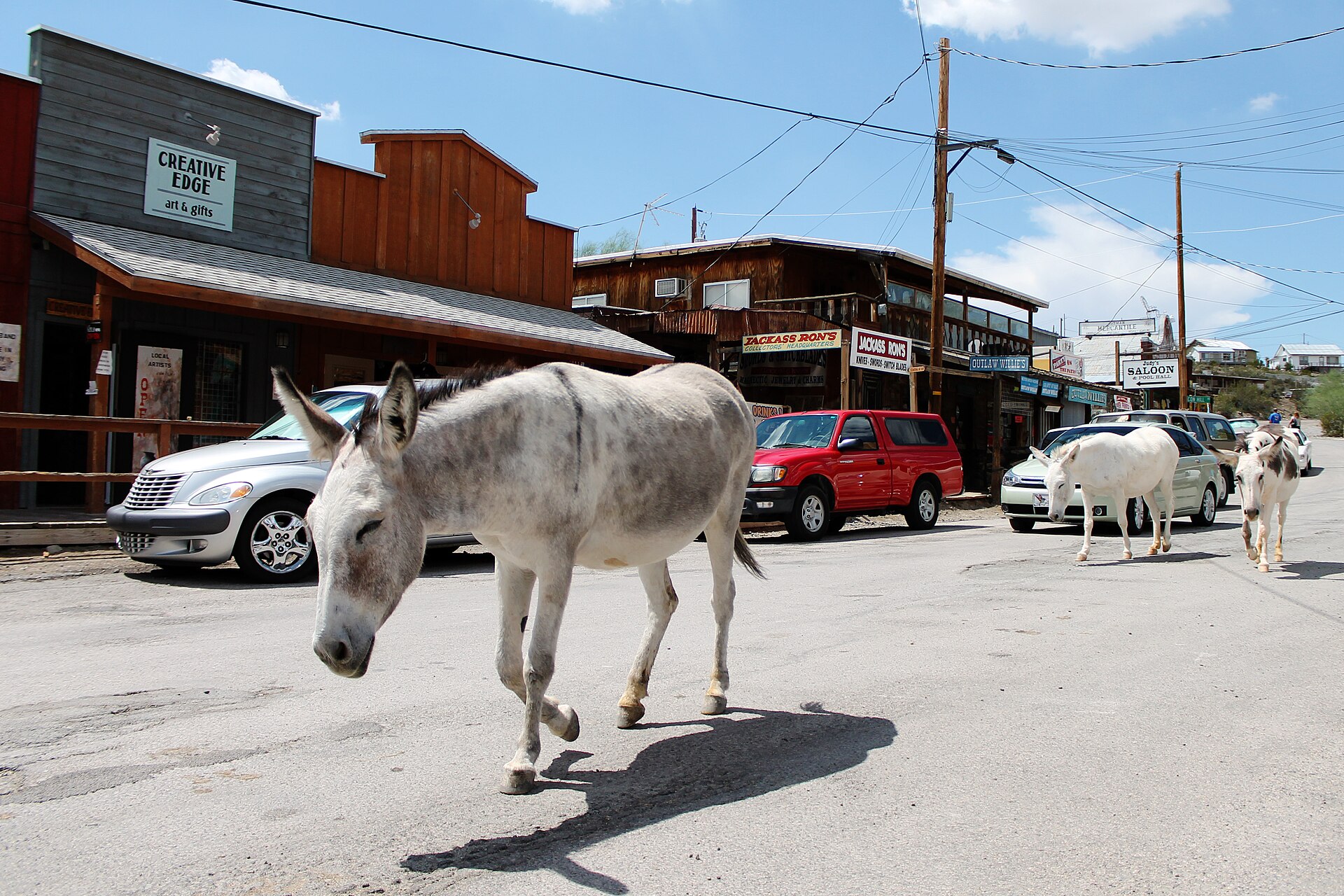 A wild burro on the main street of Oatman, Arizona